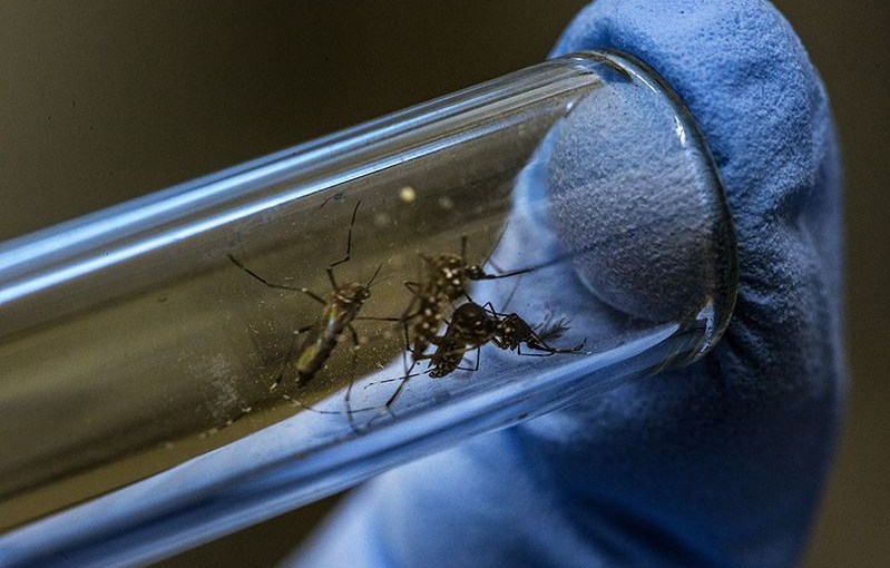 Fighting Virus with&nbsp;Bacteria