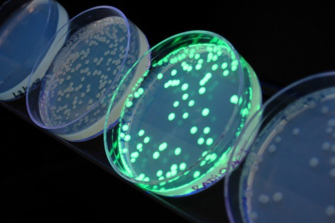 More Bacteria, (Hopefully) No More&nbsp;Cancer